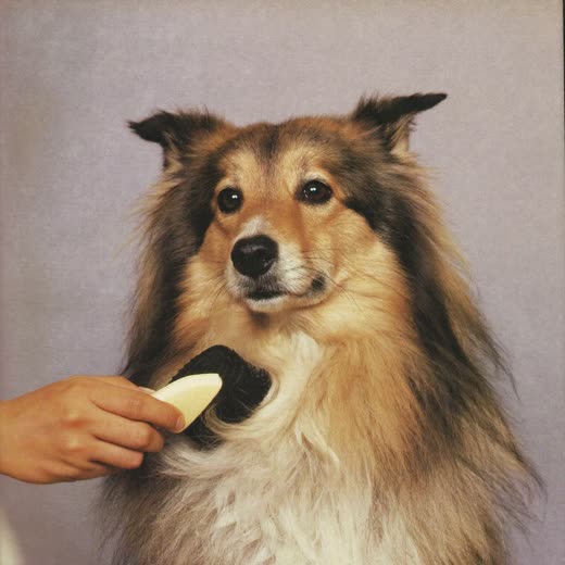 A dog's long coat being brushed out by hand