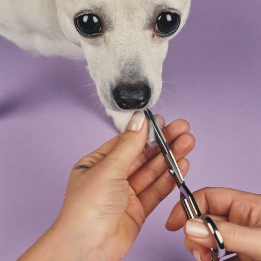 A dog's paw fur being trimmed with grooming scissors