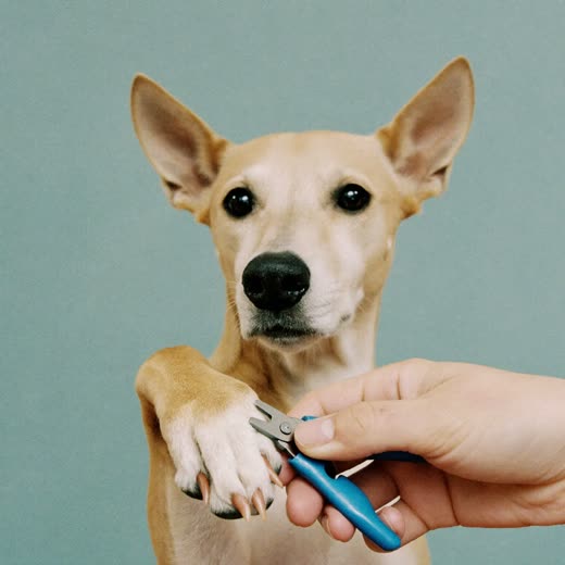 A dog's nails being clipped